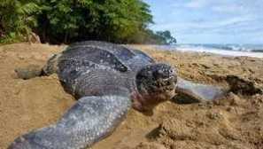 Popis největší želvy na světě